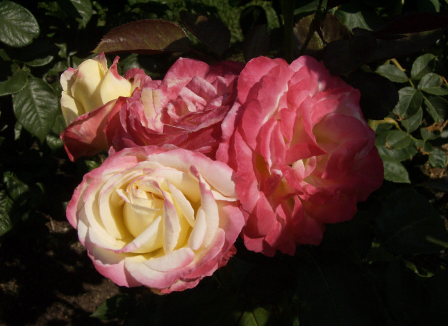 Обои картинки фото цветы, розы, бело-розовые