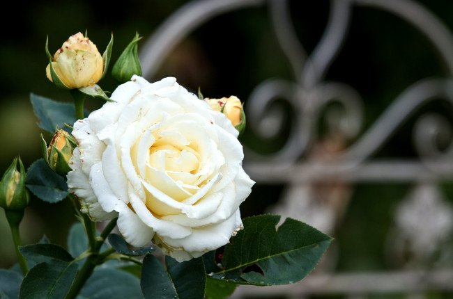 Обои картинки фото цветы, розы, бутон, белый