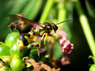 Картинка оса животные пчелы осы шмели плоды цветы