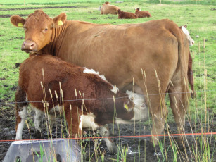 Картинка животные коровы буйволы теленок корова