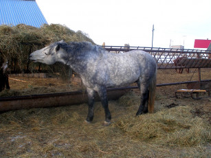 Картинка животные лошади сено конь серый