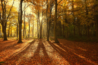 Картинка природа лес свет тени лучи солнце деревья осень листва