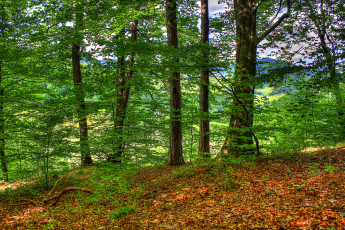 Картинка словения природа лес