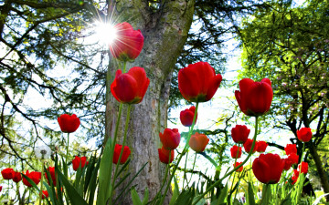 Картинка цветы тюльпаны деревья солнце