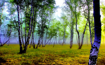 Картинка природа лес туман утро березы
