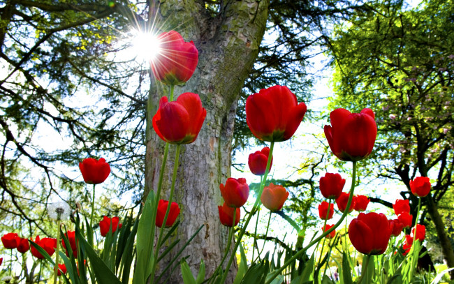 Обои картинки фото цветы, тюльпаны, деревья, солнце