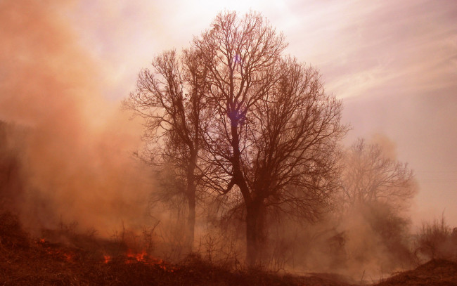 Обои картинки фото природа, деревья, пожар, дым