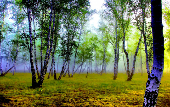 Обои картинки фото природа, лес, туман, утро, березы