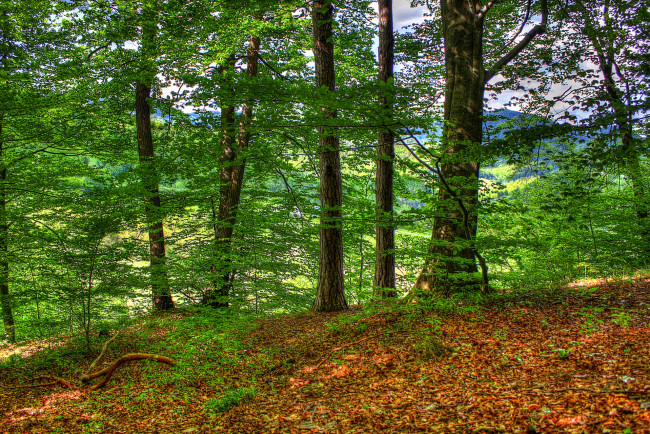 Обои картинки фото словения, природа, лес