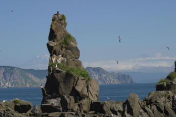 Картинка природа горы камчатка чайки море скала
