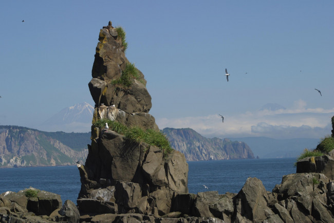 Обои картинки фото природа, горы, камчатка, чайки, море, скала