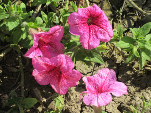 Картинка цветы петунии +калибрахоа розовые