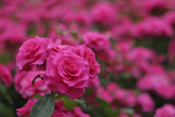 Картинка цветы розы цветение бутоны розовые