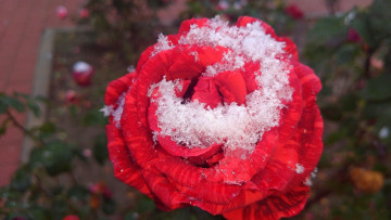 Картинка цветы розы 2017 первый снег роза