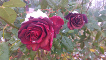 Картинка цветы розы 2017 роза первый снег