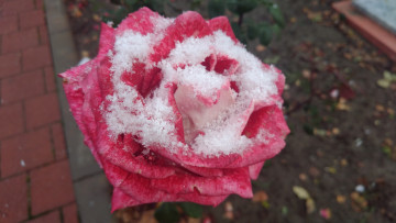Картинка цветы розы первый снег 2017 роза