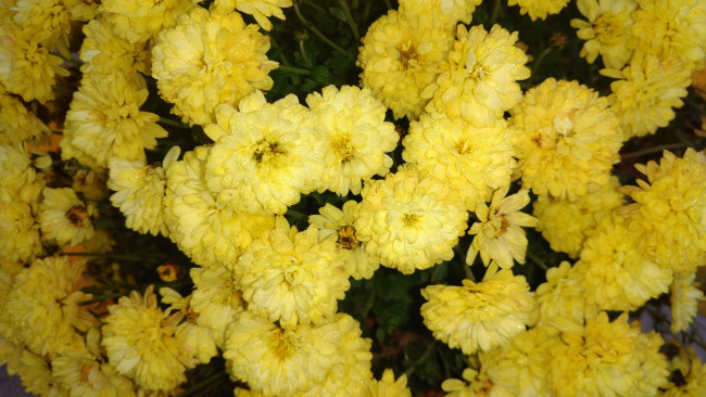 Обои картинки фото цветы, хризантемы, жёлтые