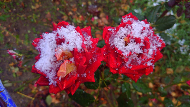 Обои картинки фото цветы, розы, первый, снег, 2017