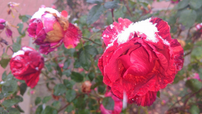 Обои картинки фото цветы, розы, первый, снег, 2017, роза