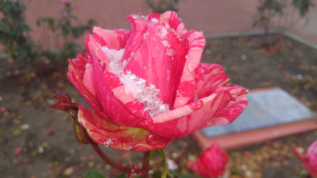 Обои картинки фото цветы, розы, роза, первый, снег, 2017