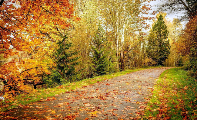 Обои картинки фото природа, дороги, листопад, осень, аллея
