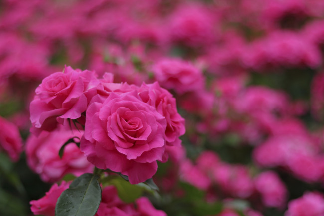 Обои картинки фото цветы, розы, цветение, бутоны, розовые