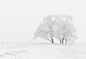 Картинка природа зима поле деревья снег мороз blizzard winter frost snow field trees метель
