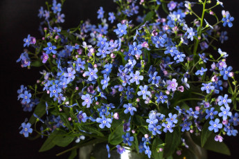 обоя цветы, незабудки, голубой, макро