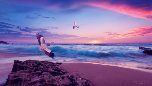 Обои картинки фото разное, компьютерный дизайн, аист, чайка, берег, закат, небо, море