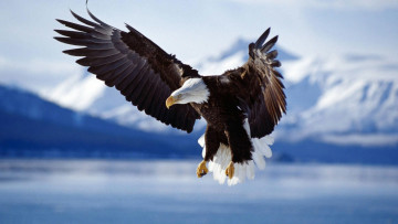 обоя животные, птицы - хищники, орел, полет, горы, снег, озеро