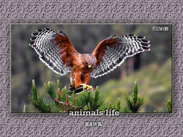 Обои картинки фото животные, птицы, хищники