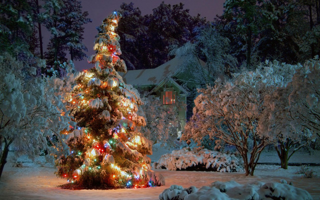 Обои картинки фото праздничные, Ёлки, зима, деревья, снег