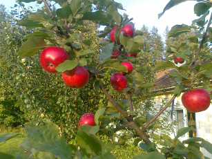 Картинка природа плоды яблока ветка