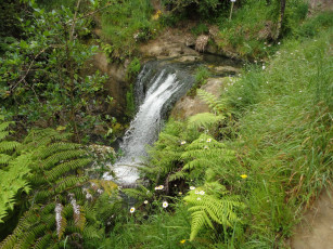 Картинка природа водопады папоротник водопад