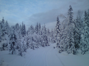 Картинка природа зима снег деревья дорога