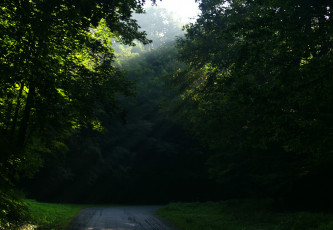 Картинка природа дороги лес дорога деревья