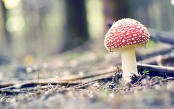 Картинка природа грибы мухомор гриб трава иголки
