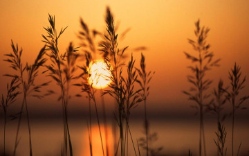 Картинка закат природа восходы закаты озеро трава метелки