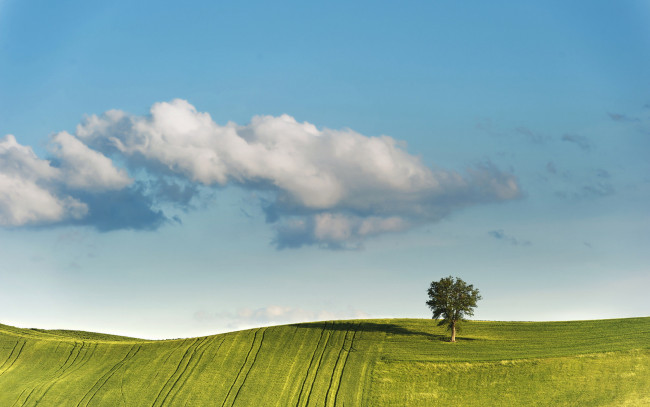 Обои картинки фото природа, поля, дерево, поле, облака