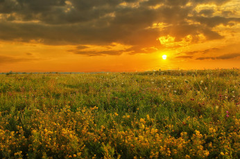 Картинка природа восходы закаты поле закат цветы