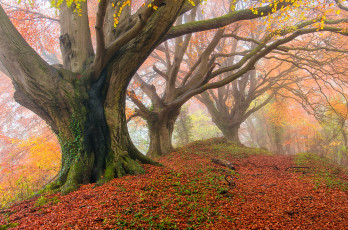 Картинка природа лес осень деревья