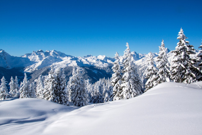 Обои картинки фото природа, зима, горы, снег, деревья