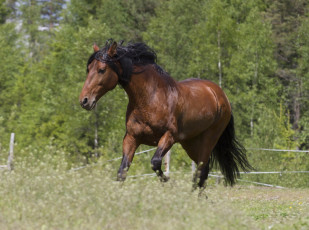 Картинка животные лошади красавец грива гнедой конь лето