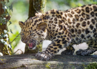 Картинка животные леопарды амурский детёныш мех пятна оскал сердитый