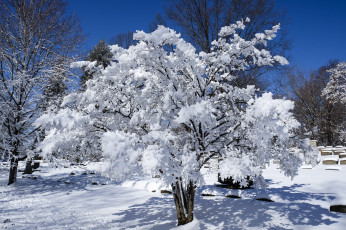 Картинка природа зима иней деревья мороз холод снег