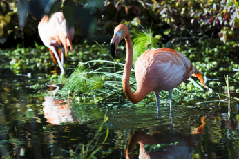 Картинка животные фламинго птица водоём заросли грация