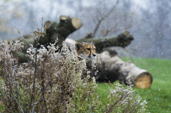 Картинка животные гепарды кошка кустарник маскировка морда снег снегопад недовольный