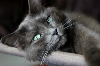 Картинка животные коты макро усы зеленые глаза лежит кот взгляд