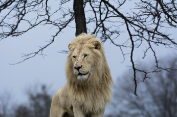 Картинка животные львы поза морда грива белый красавец