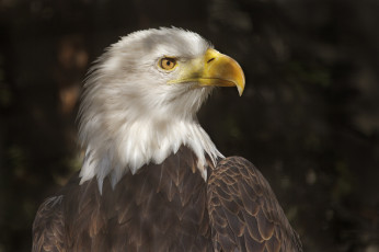 Картинка животные птицы+-+хищники орлан белоголовый оперение клюв профиль тень